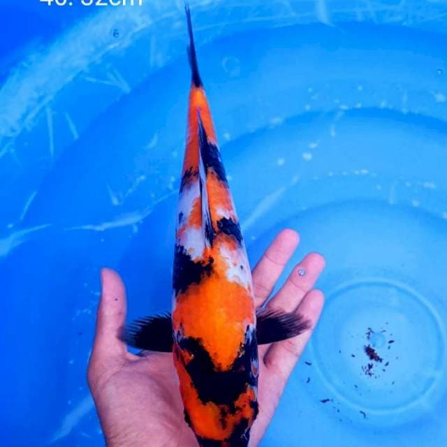 Showa 32cm