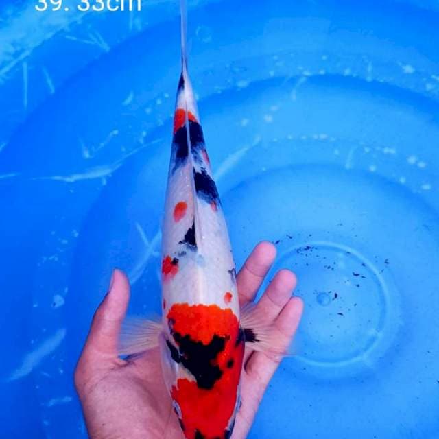 Showa 33cm