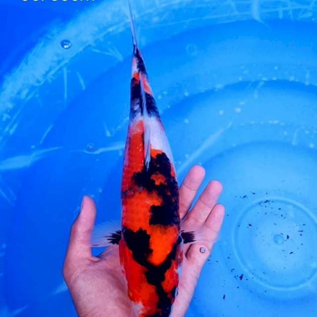 Showa petir 33cm