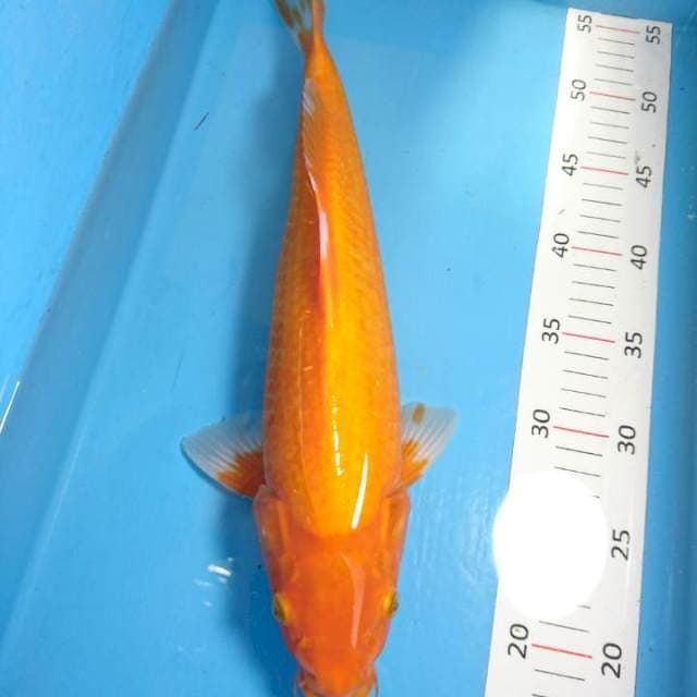 Aka hajiro