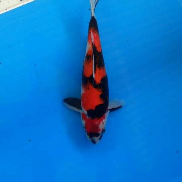 Showa hot skin 24cm