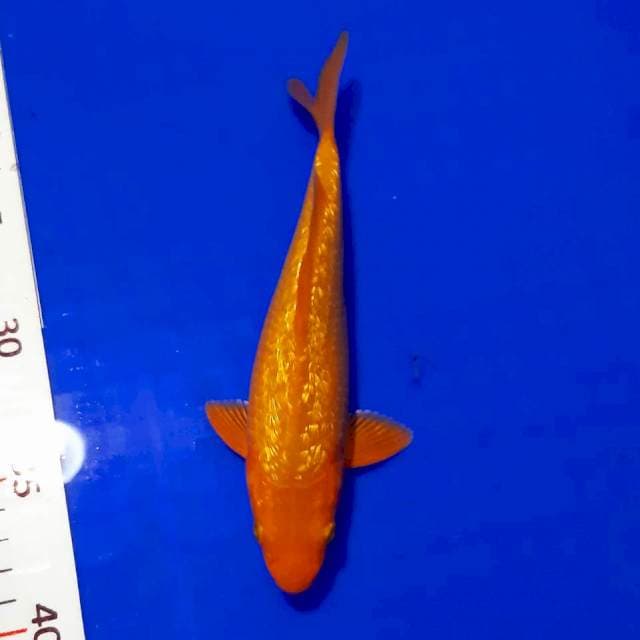 Karashi karamel 20 cm
