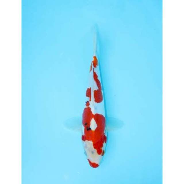 SANKE DOITSU KUCHIBENI 28 CM MALE