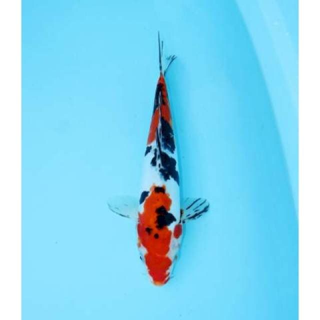 SANKE DOITSU 29 CM FEMALE
