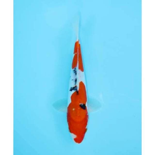 SANKE NIDAN DOITSU 26 CM FEMALE