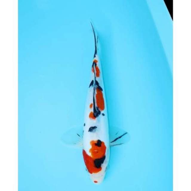 SANKE DOIT 28 CM FEMALE