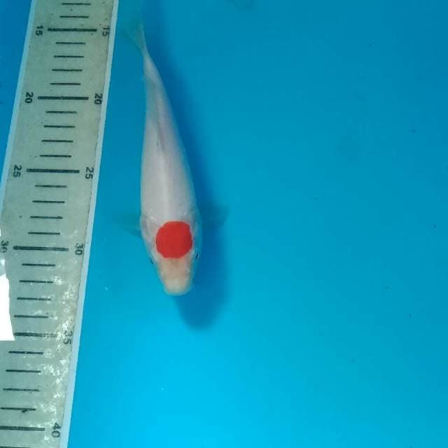 Tancho Kohaku, 19 cm
