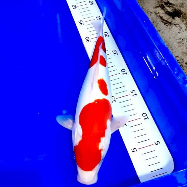Kohaku doitsu 35 cm