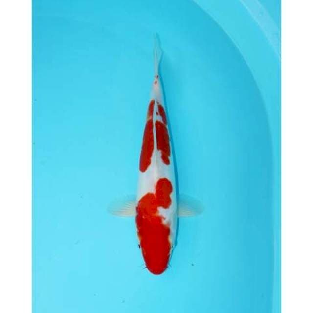 KOHAKU DOITSU 29 CM FEMALE