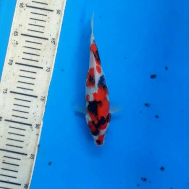 Showa AAA 21cm