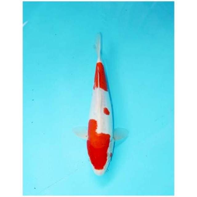 KOHAKU SANDAN DOITSU 26 CM FEMALE