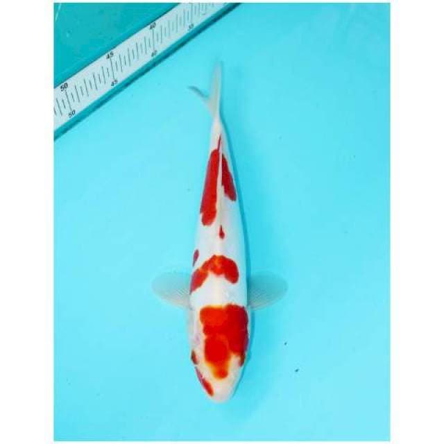 KOHAKU DOITSU 29 CM FEMALE
