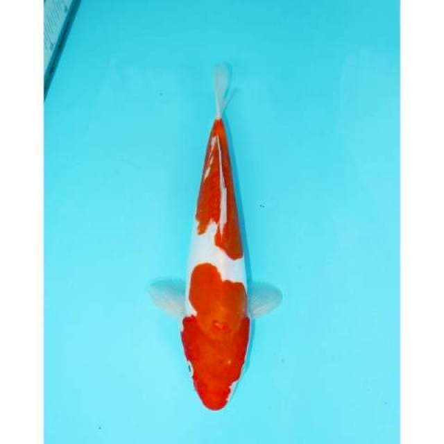 KOHAKU NIDAN DOITSU 29 CM FEMALE