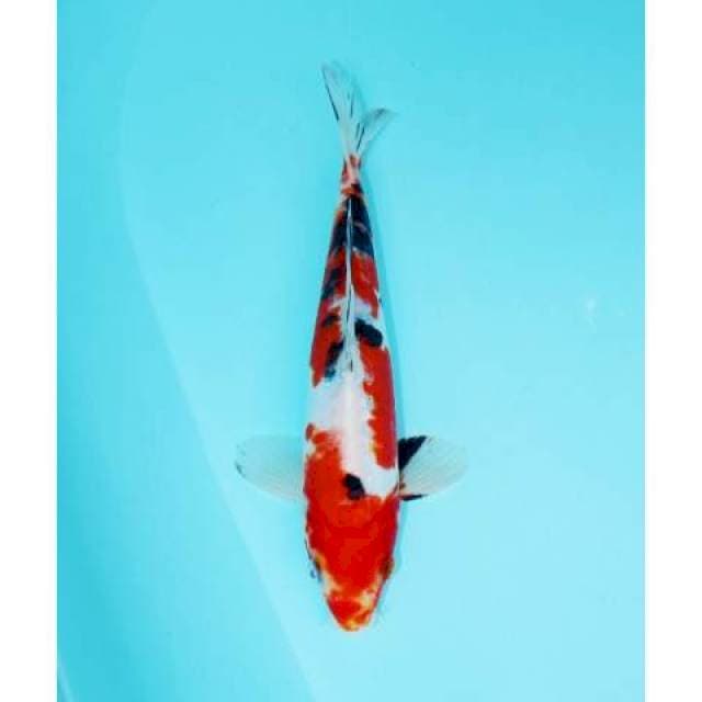 SANKE DOITSU 24 CM MALE