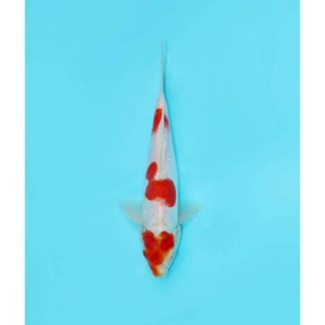 KOHAKU SANDAN DOITSU 24 CM MALE
