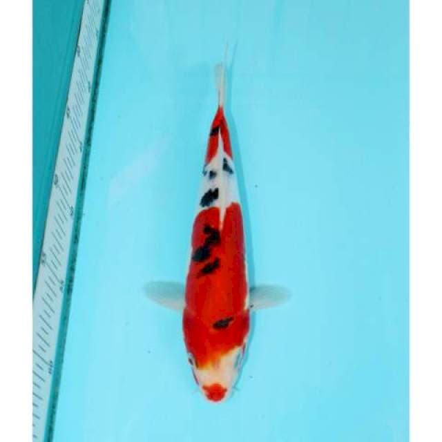 SANKE KUCHIBENI 24 CM FEMALE