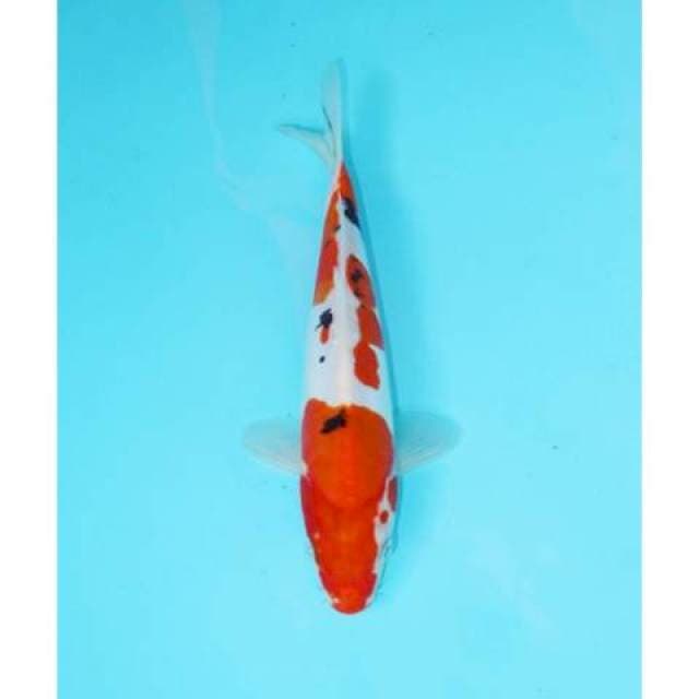 SANKE DOITSU 22CM MALE