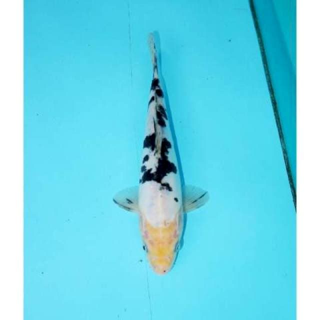 BEKKO 23 CM FEMALE
