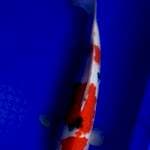 Sanke Male 37cm