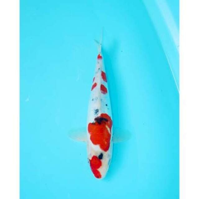 SANKE TATEGOI DOITSU 26 CM FEMALE