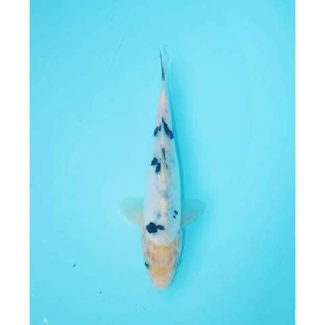 BEKKO 22 CM FEMALE