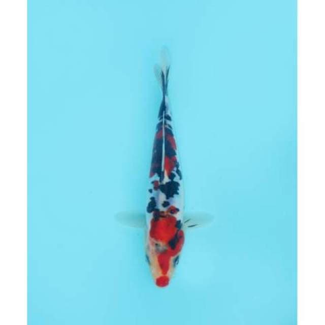SHOWA KUCHIBENI DOITSU 18 CM FEMALE