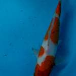 Kohaku