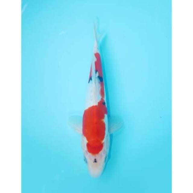 SANKE DOITSU 25 CM FEMALE