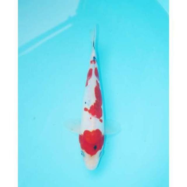 SANKE DOITSU 24 CM FEMALE