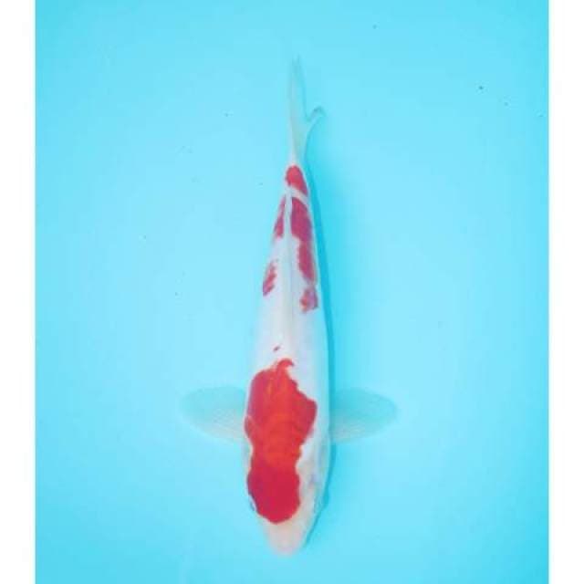 KOHAKU DOITSU 25 CM MALE