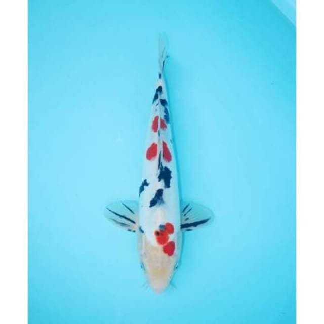 SANKE DOITSU 32 CM MALE