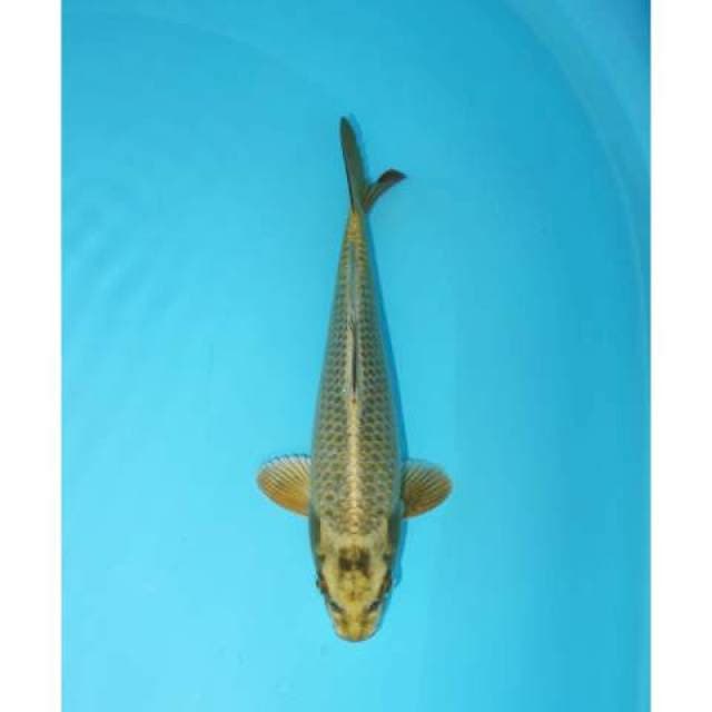 MUKASHI 26 CM MALE
