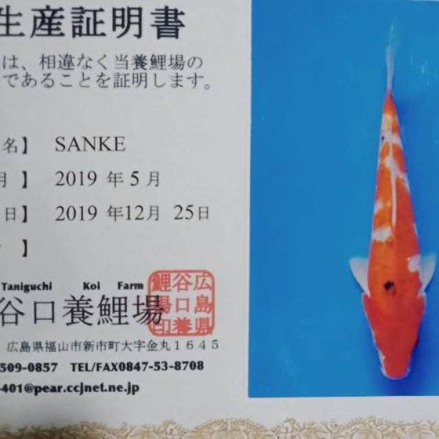 Sanke import lengkap serty
