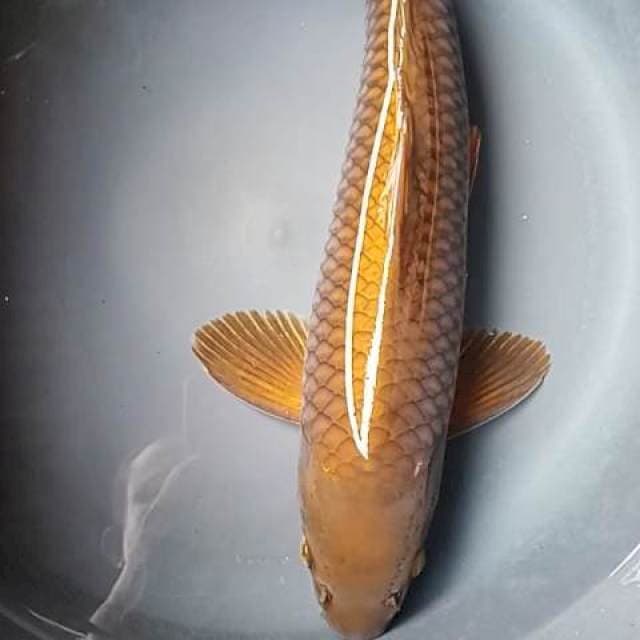 CHAGOI PEJINAK JUMBO, 46 Cm Jantan