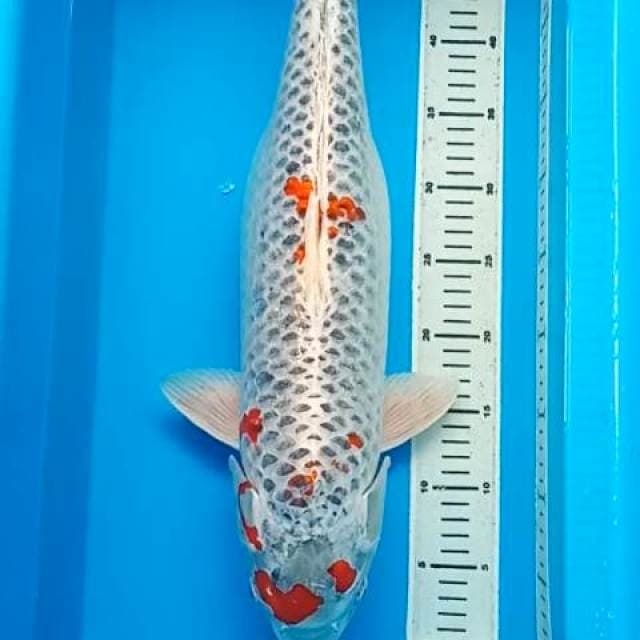 KUJAKU JUMBO,  GENDONG TELUR 57 CM