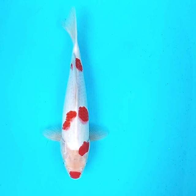 Kohaku # 32cm