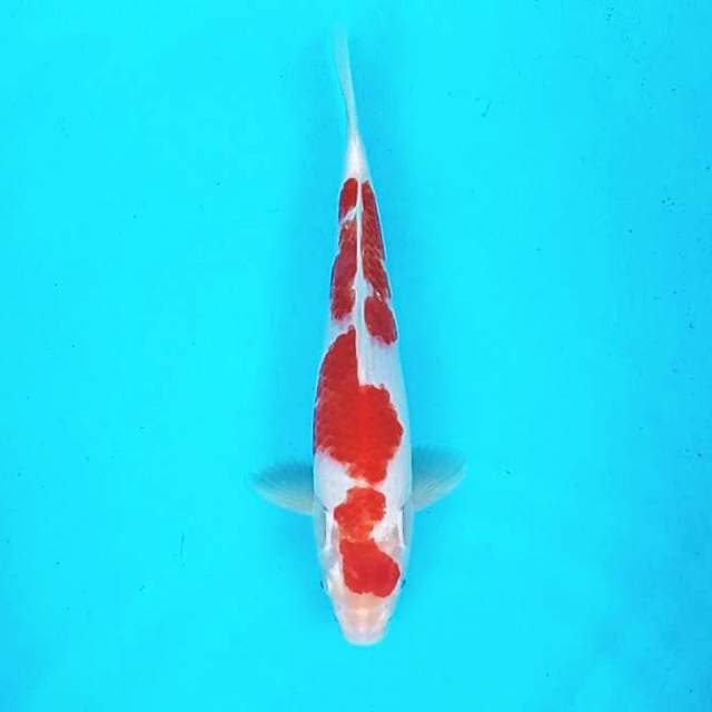 Kohaku # 29cm