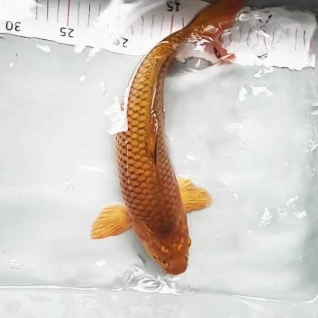 30cm. Chagoi ring rapi