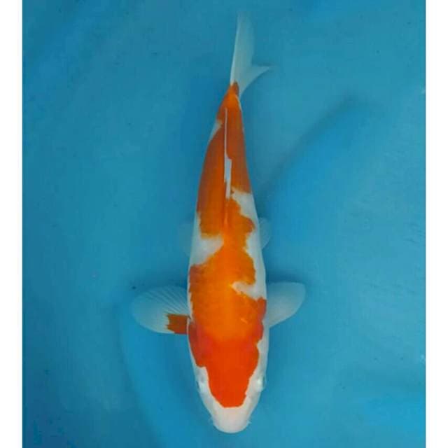 Kohaku Import non serti
