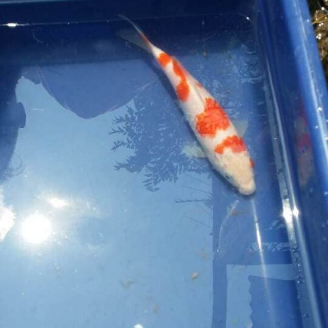 Kohaku