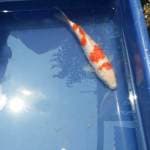 Kohaku