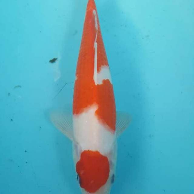 maruten kohaku 28 cm