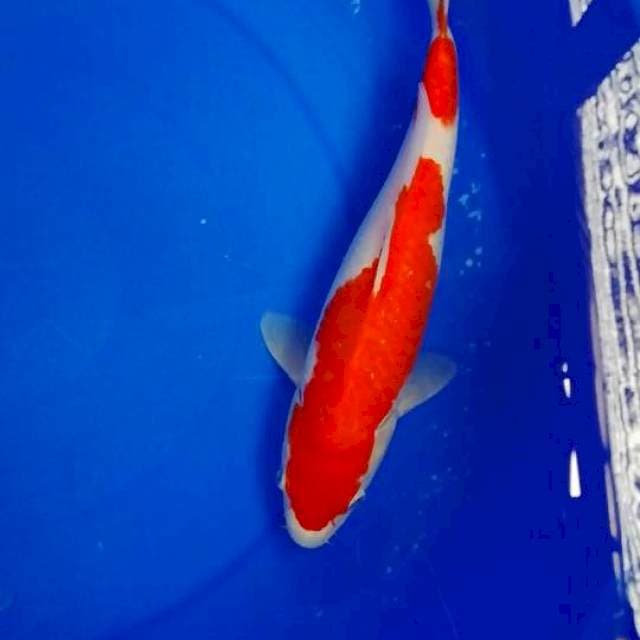 Male Super Red