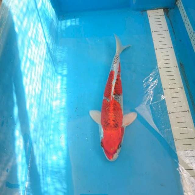 Red Kujaku