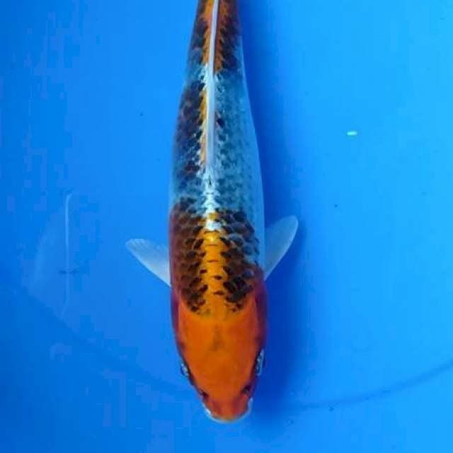 Kojaku