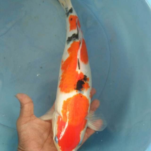 41 cm sanke siap di pinang