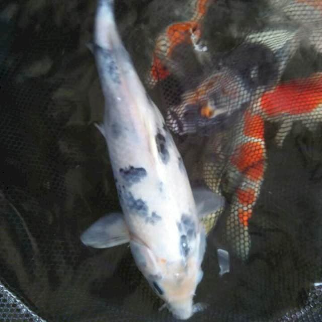 40 cm siro tategoi