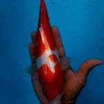 Kohaku