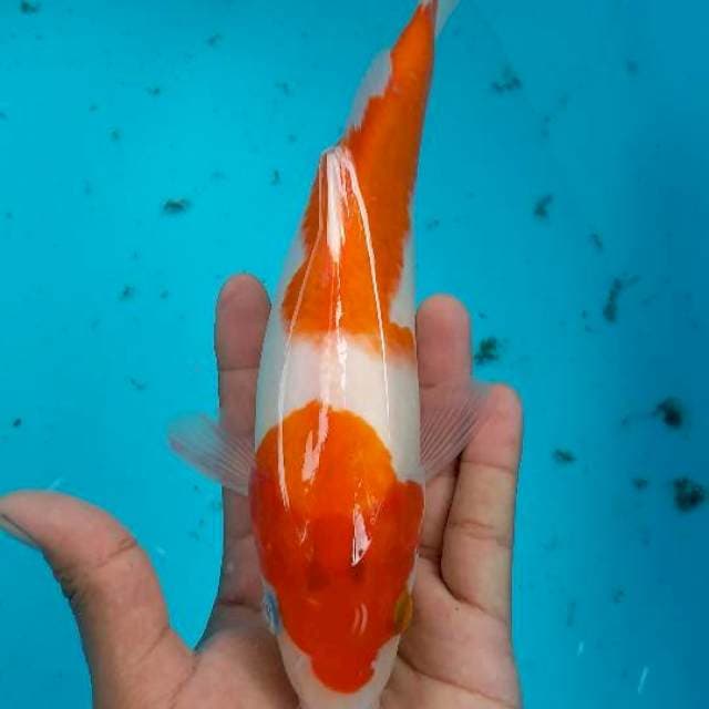 Kohaku