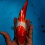 Kohaku